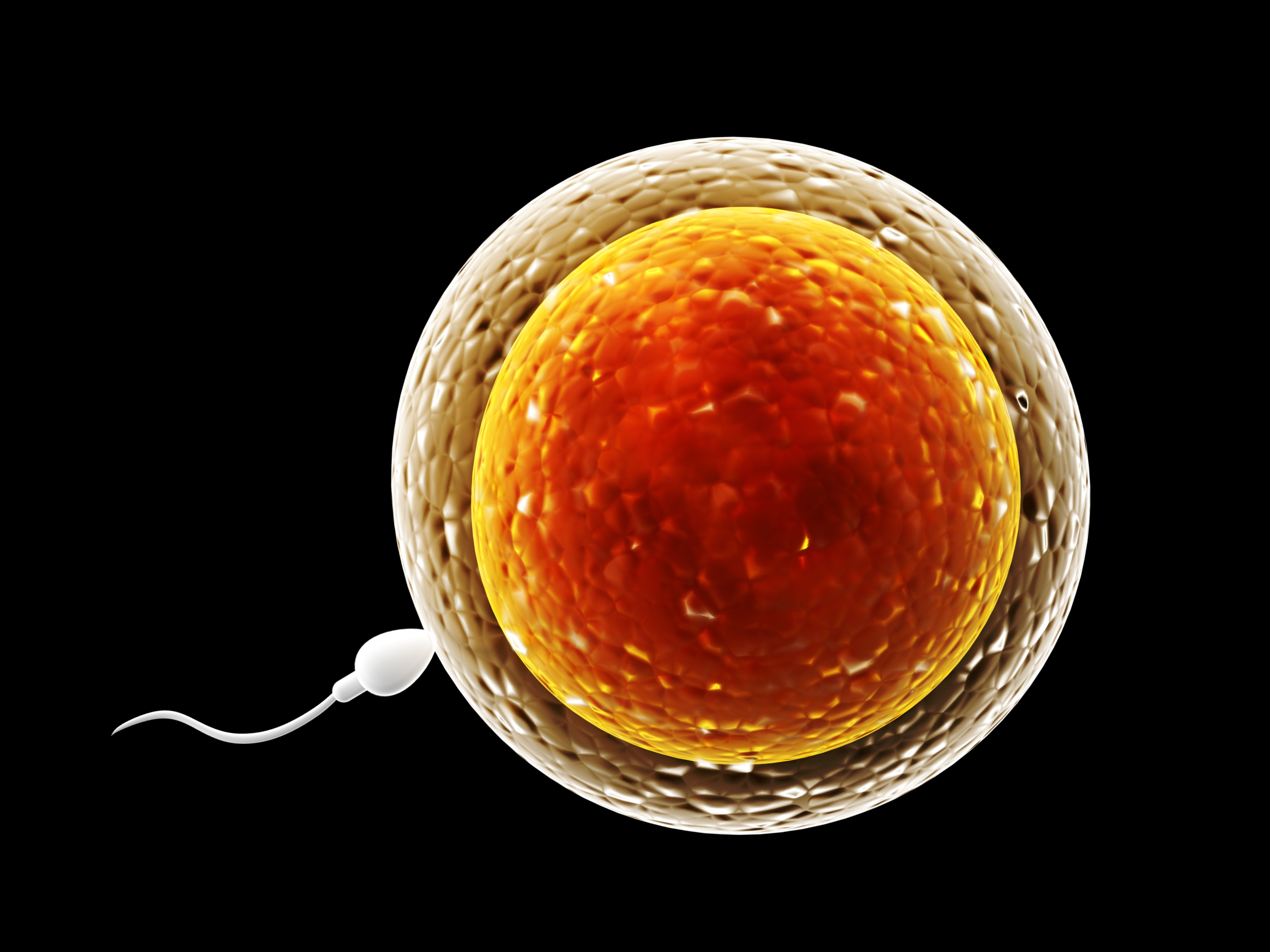 Agopuntura e Qualità dello Sperma